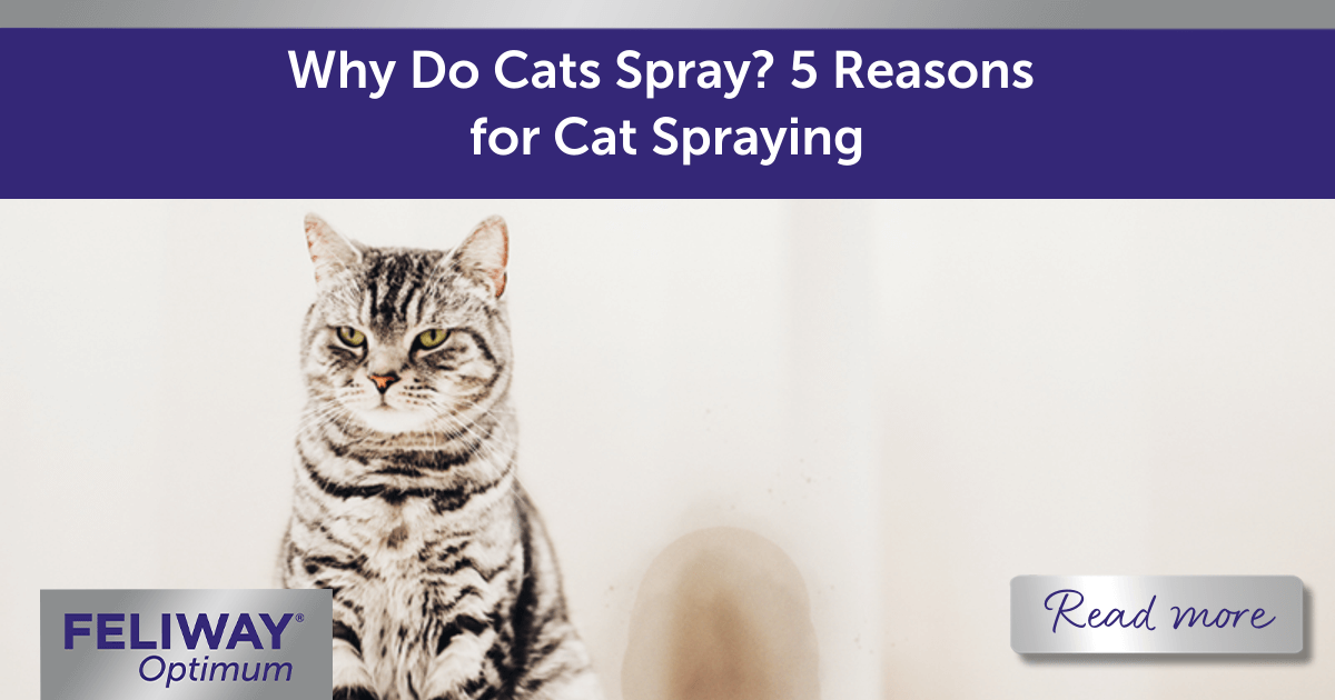 Why Do Cats Spray? 5 Reasons for Cat Spraying